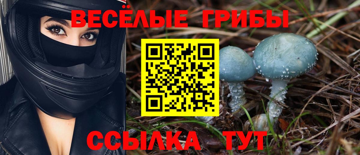 Шелехов  Псилоцибиновые грибы мицелий  Вход с VPN  Псилоцибиновые грибы Psilocybine cubensis 